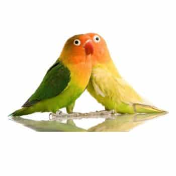 10 Cosas Curiosas sobre los Agaporni 1 agaporni-pajaro-aves-exoticas-loros-agapornis-tienda