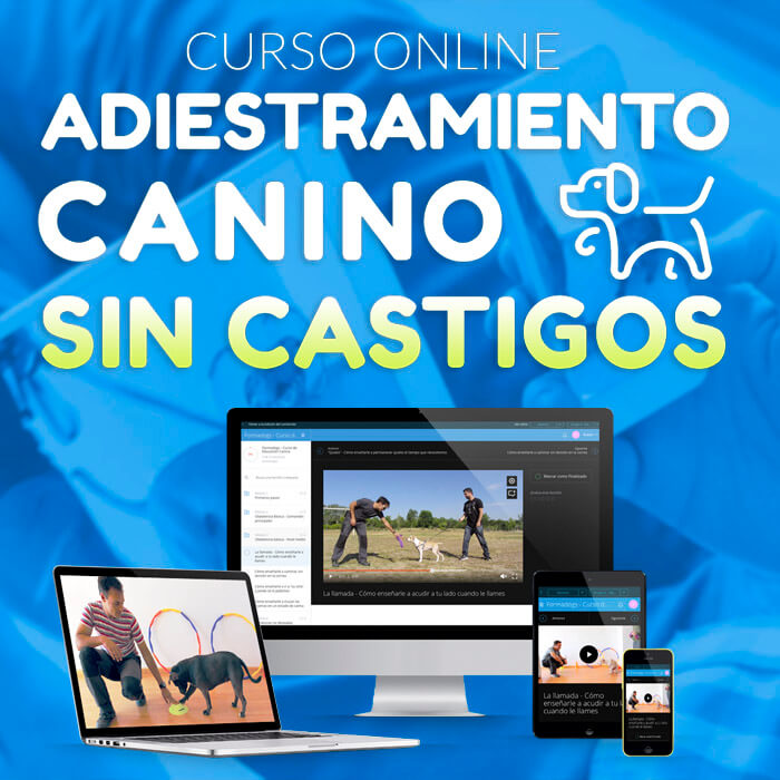 Accesorios y Complementos para Mascotas y Animales 4 Inscribirme