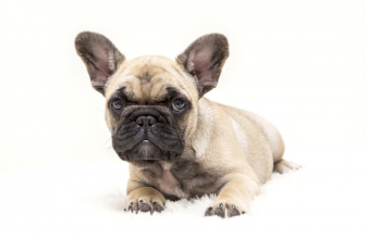 Posts Masonry 3 Los Mejores Comederos Para Bulldog Francés