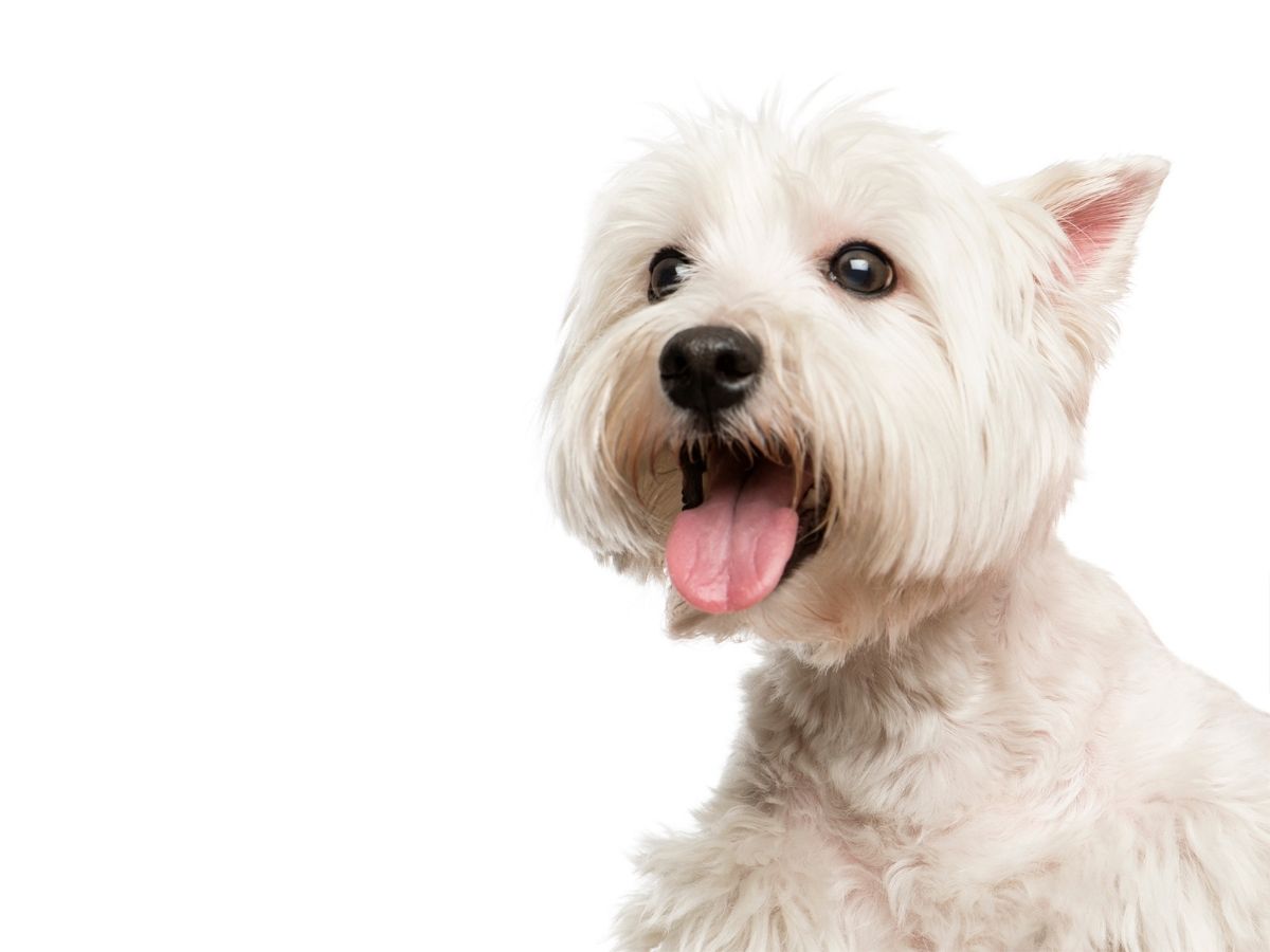 BICHÓN MALTÉS 1 bichón maltes La tienda online de esta raza de perro