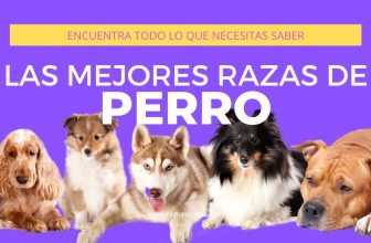 Las mejores razas de perro