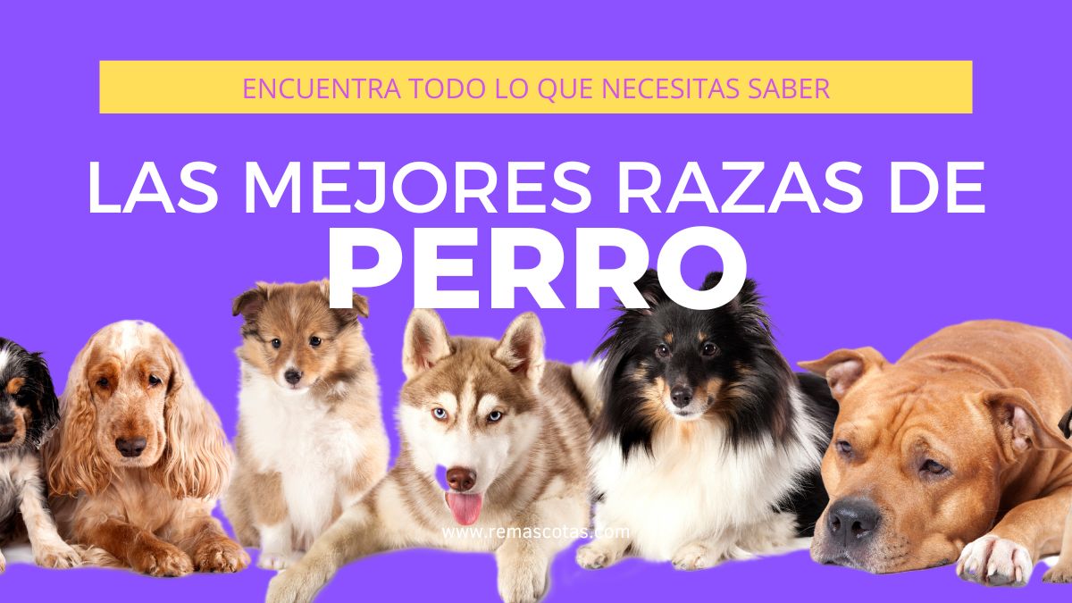 Las mejores razas de perro
