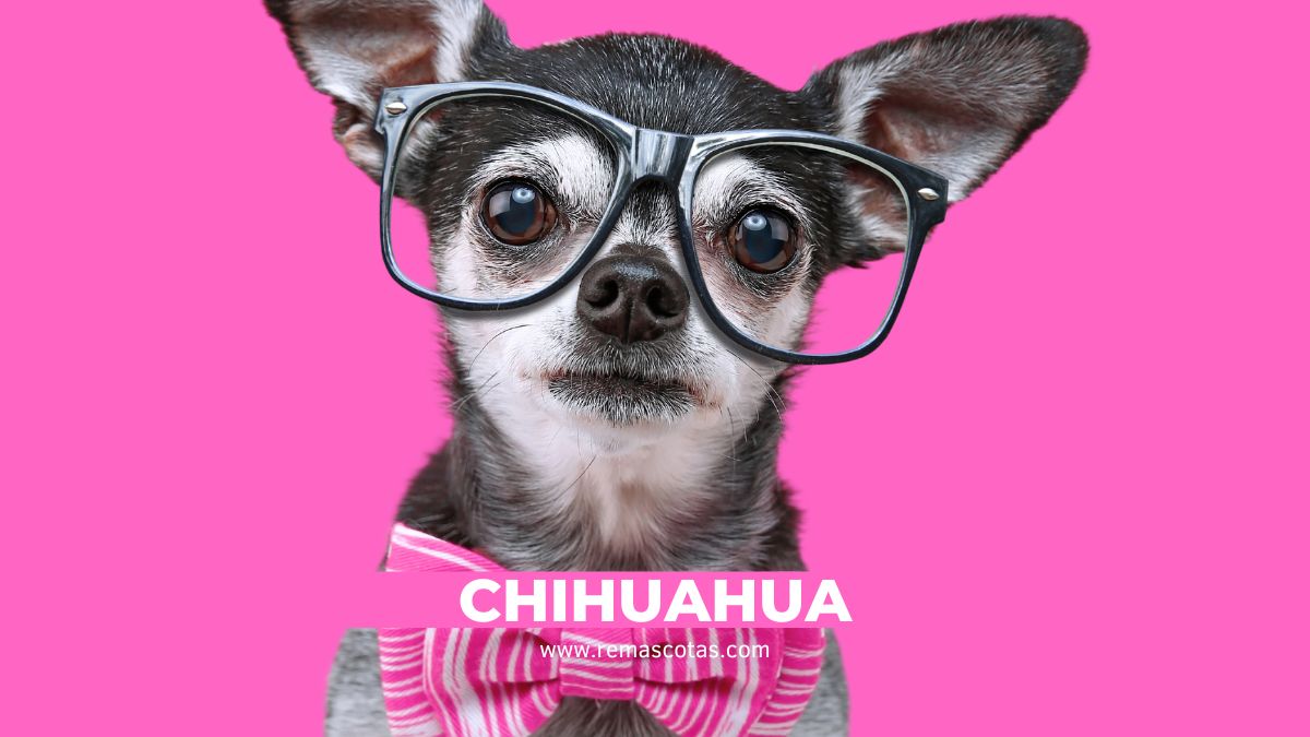 Chihuahua Las Mejores Razas De Perro