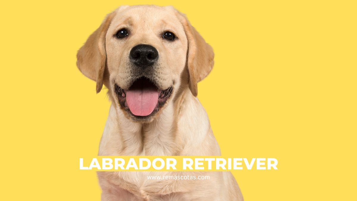 Labrador Retriever Las Mejores Razas De Perro