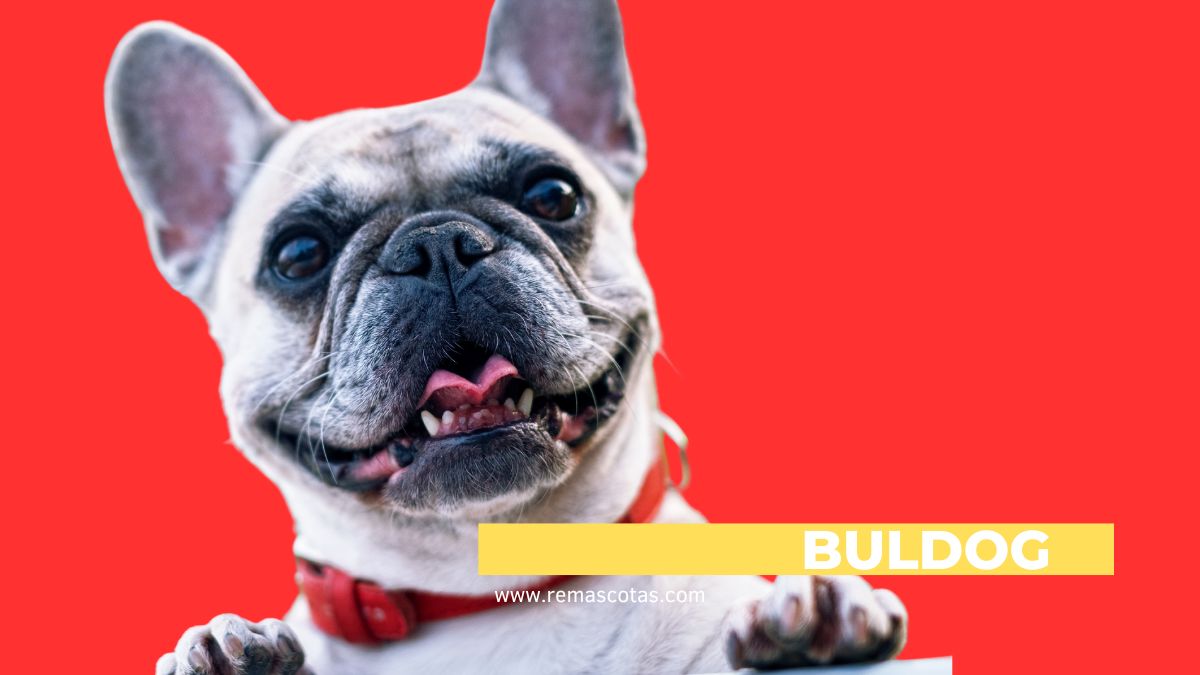 Bulldog Las Mejores Razas De Perro