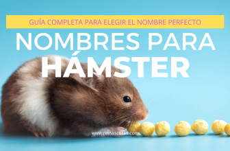 Posts Masonry 5 nombres para hámster guia completa remascotas