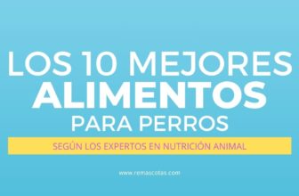 Posts Masonry 3 los 10 mejores alimentos para perros seg´ún los expertos en nutricion animal