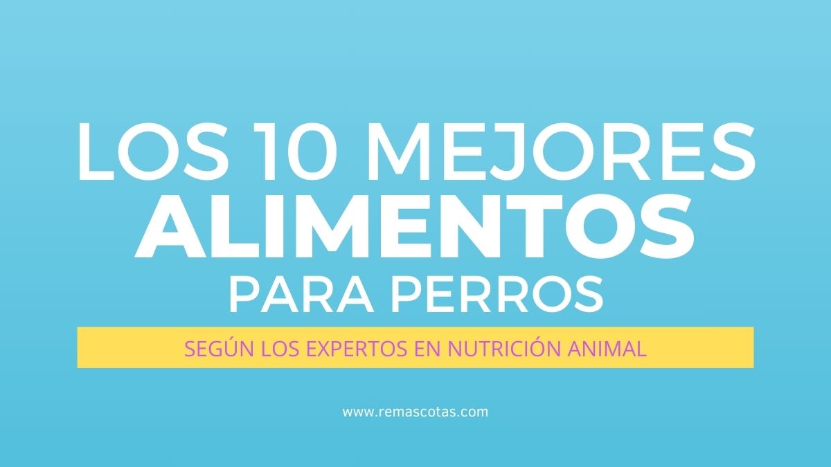 Los 10 Mejores Alimentos Para Perros Seg´ún Los Expertos En Nutricion Animal