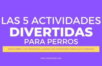 Posts Masonry 2 Actividades para perros en verano