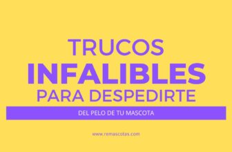 Posts Masonry 1 Trucos Infalibles para Despedirte del Pelo de tu Mascota