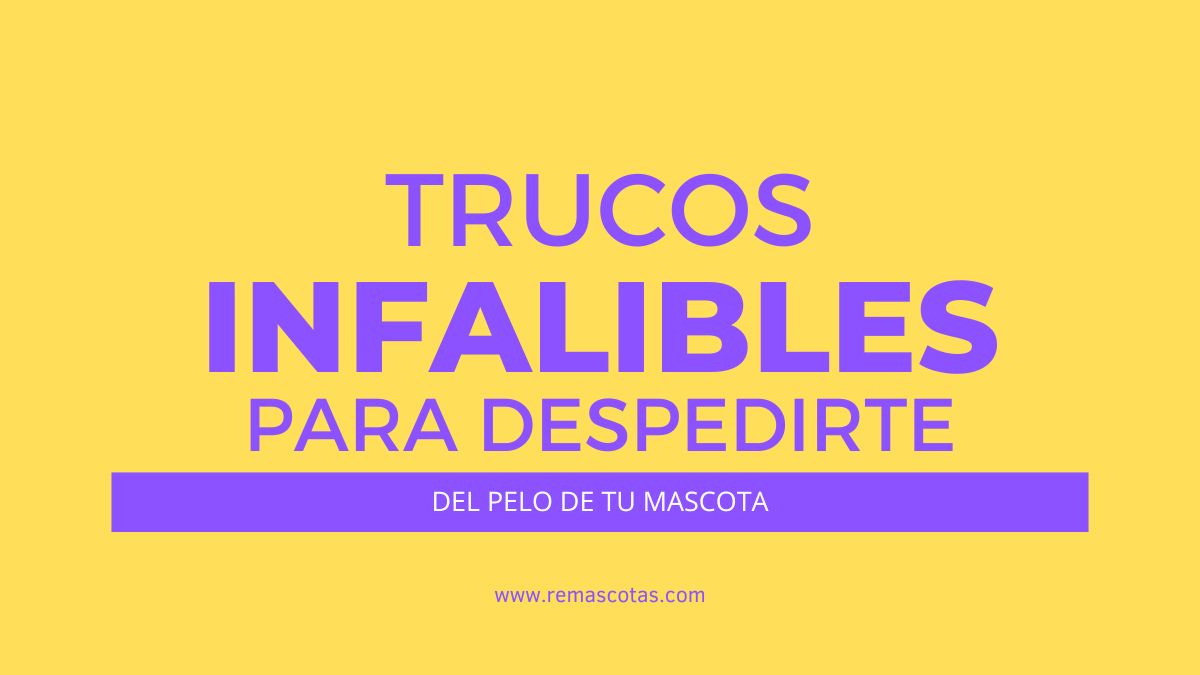 Trucos Infalibles para Despedirte del Pelo de tu Mascota 1 Trucos Infalibles para Despedirte del Pelo de tu Mascota