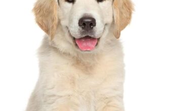 Christmas Dog Hat, Pet Christmas Headband, Adjustable Reindeer Antlers Brown Dog Cat Antlers for Pet Christmas Party Accessories (A)