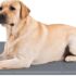 Pecute Estera de enfriamiento para Perros Actualización engrosada 0,4 mm 300D Oxford Estera de enfriamiento automático para Mascotas