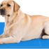 Pecute Estera de enfriamiento para Perros Actualización engrosada 0,4 mm 300D Oxford Estera de enfriamiento automático para Mascotas