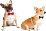2 uds pajarita para mascotas para perros gatos esmoquin Collar ajustable cachorro gatito disfraz accesorios para boda fiesta de cumpleaños negro rojo