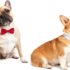 Halo para perros ciegos, accesorios para perros ciegos, arnés para perros ciegos, dispositivo guía, collar para perros Halo para perros ciegos, anillo anticolisión para mascotas
