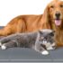 Pecute Estera de enfriamiento para Perros Actualización engrosada 0,4 mm 300D Oxford Estera de enfriamiento automático para Mascotas