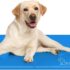 pecute Estera de enfriamiento para Perros L 90 x 50 cm Estera de enfriamiento para Mascotas con Almohada Estera de enfriamiento automático para Mascotas Ideal para Perros, Gatos en Verano