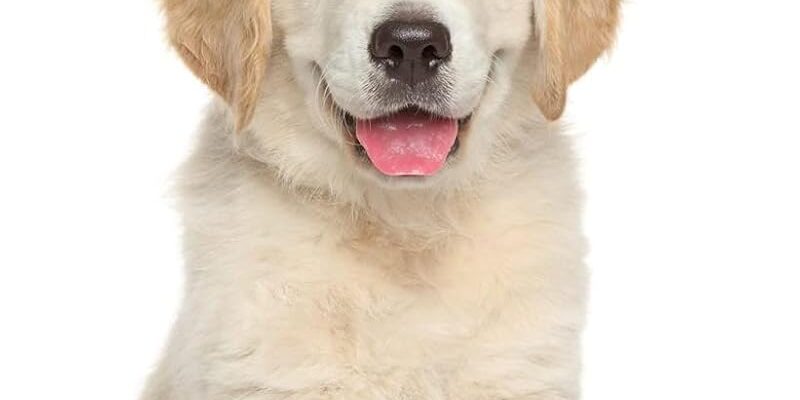 Christmas Dog Hat, Pet Christmas Headband, Adjustable Reindeer Antlers Brown Dog Cat Antlers for Pet Christmas Party Accessories (A)