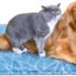 Pecute Manta Refrescante para Perros y Gatos 50 x 90 cm, Colchoneta Cool Mat para Perros Verano, Colchoneta Autorefrigerante para Mascotas – Colchoneta Refrigerante para Mascotas