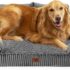 Pecute Brush Peine para Perros y Gatos para Mascotas Quitar y Quitar el Pelo Muerto Carda con Púas Flexibles de Acero Inoxidable para Desenredar y Peinar Mascotas, Reduce un 95% el Pelo Suelto Cómodo