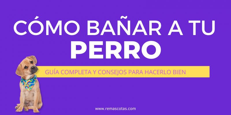 Accesorios y Complementos para Mascotas y Animales 15 Cómo Bañar A Tu Perro: Guía Completa