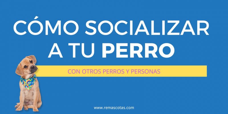 Accesorios y Complementos para Mascotas y Animales 14 Cómo Socializar A Tu Perro Con Otros Perros Y Personas