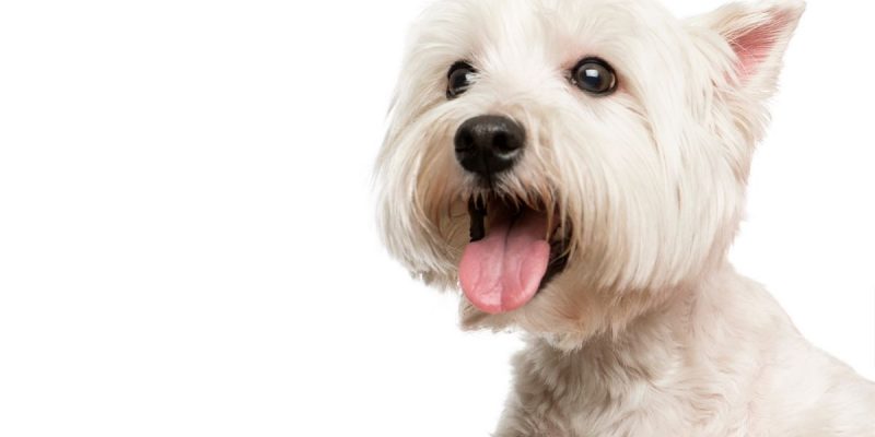 Accesorios y Complementos para Mascotas y Animales 18 Bichón Maltés