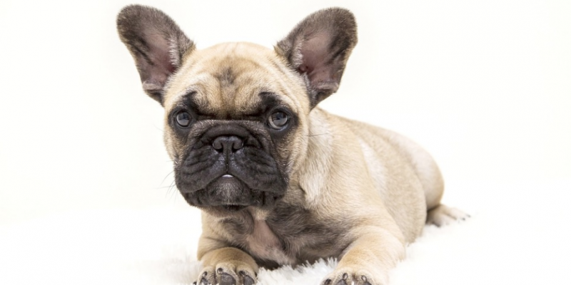 Accesorios y Complementos para Mascotas y Animales 17 Los Mejores Comederos Para Bulldog Francés