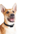 Perros