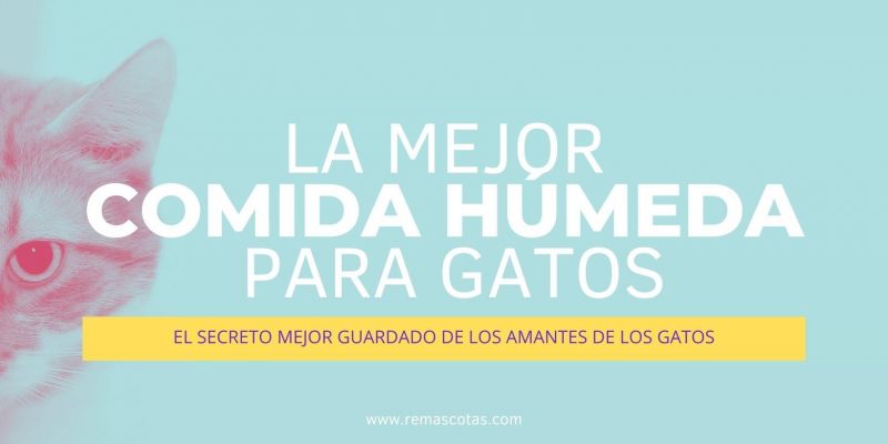 Accesorios y Complementos para Mascotas y Animales 12 Mejor Comida Húmeda Para Gatos