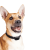 Perros